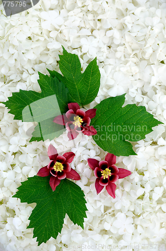 Image of Guelder rose and columbine  blossoms - background