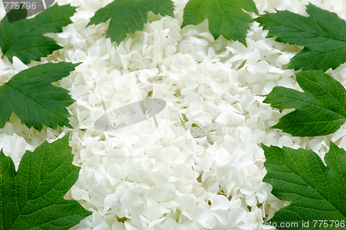 Image of Guelder rose blossoms and leaves - background