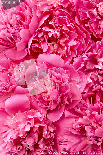 Image of Peony flower heads - background