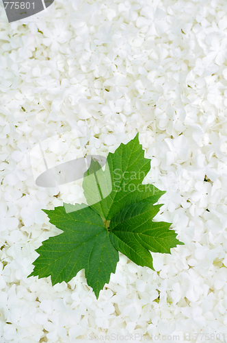 Image of Guelder rose blossoms and leaves - background