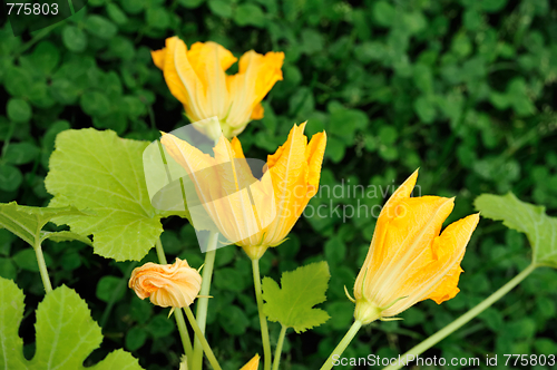 Image of Squash flower and leaves