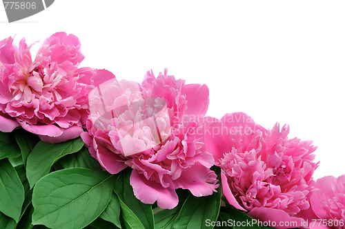 Image of Peony over white background