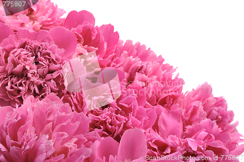 Image of Peony over white background