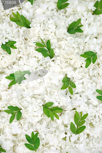 Image of Guelder rose blossoms and myrtle leaves - background