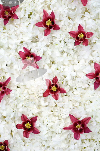 Image of Guelder rose and columbine  blossoms - background