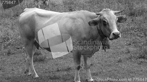 Image of Cow cattle