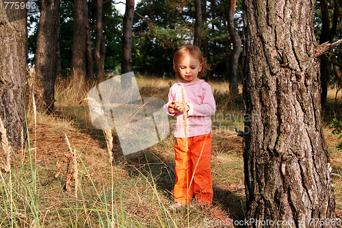 Image of In the forest