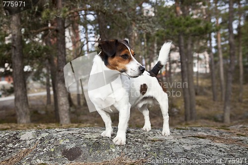 Image of Jack Russell Terrier