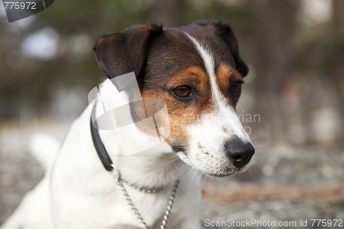 Image of Jack Russell Terrier