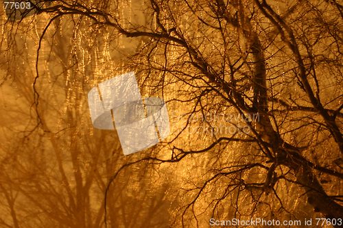 Image of winter tree