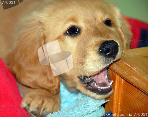 Image of Dog gnawing wooden step
