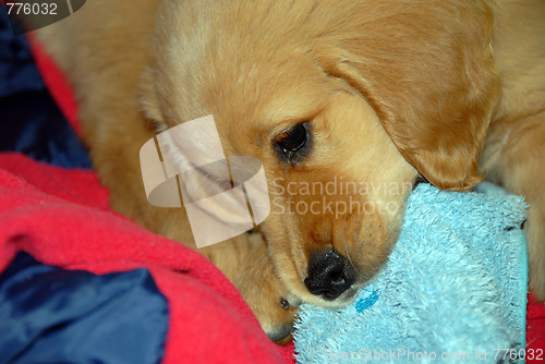 Image of Dog gnawing a slipper