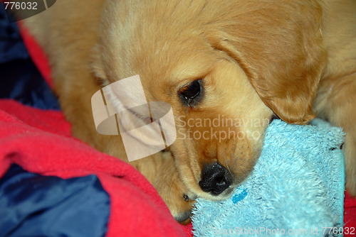Image of Dog gnawing a slipper