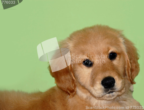 Image of Small dog portrait