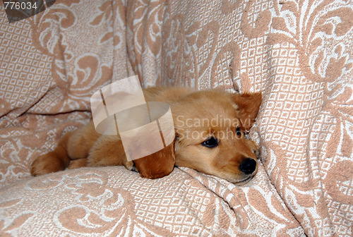 Image of Small dog lying on sofa