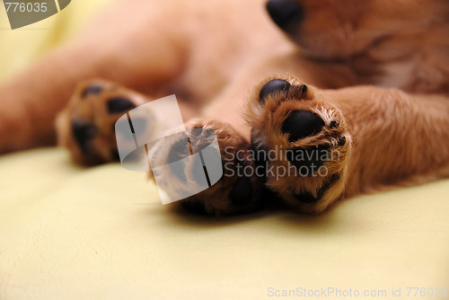 Image of Paws of sleeping puppy