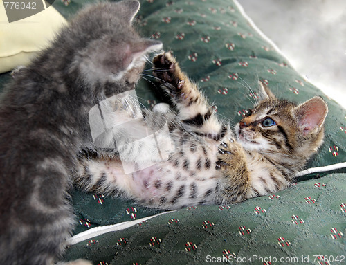 Image of Kittens playing