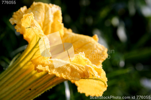 Image of Pumpkin flower