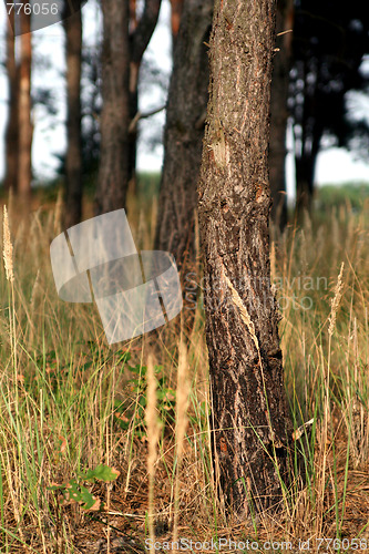 Image of Autumnal forest