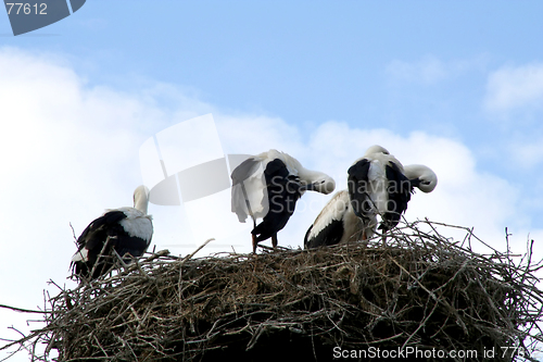 Image of Storks