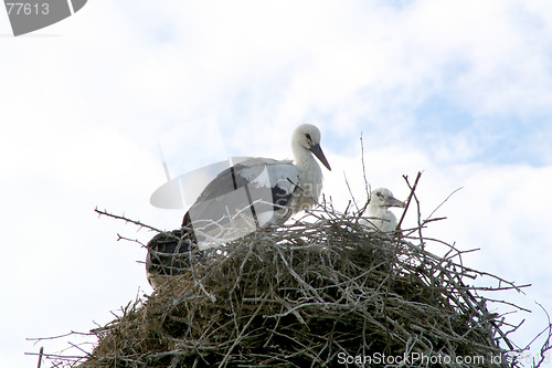 Image of Storks