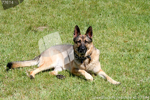 Image of Shepherd-dog