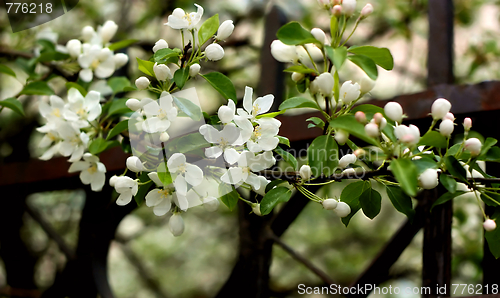 Image of Branch of the flowering apple tree