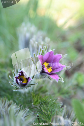 Image of violet flower