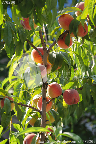 Image of peach tree