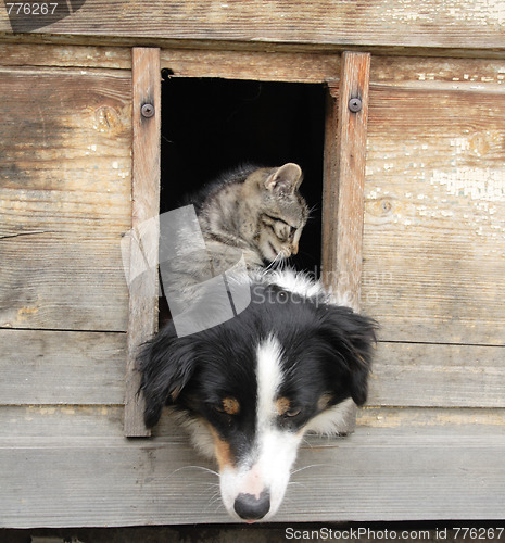 Image of cat and dog at home