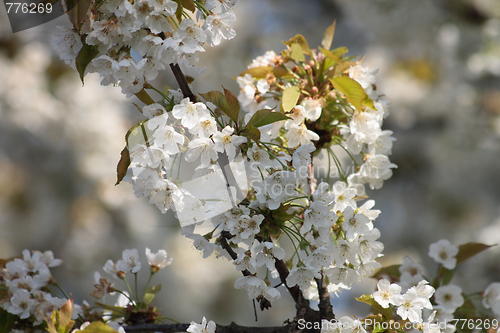 Image of spring apple tree 