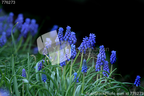 Image of blue flowers
