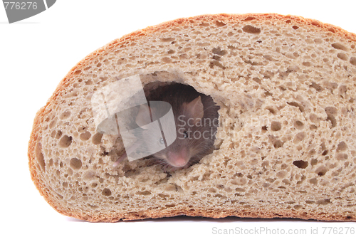 Image of mouse and bread