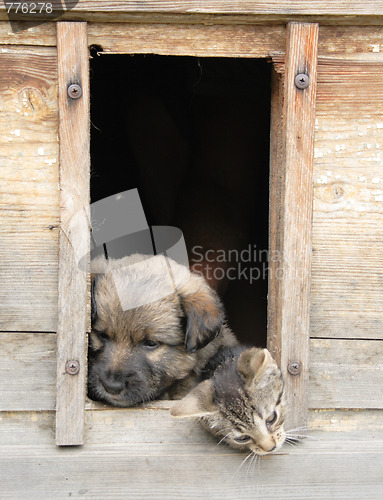 Image of cat and dog at home