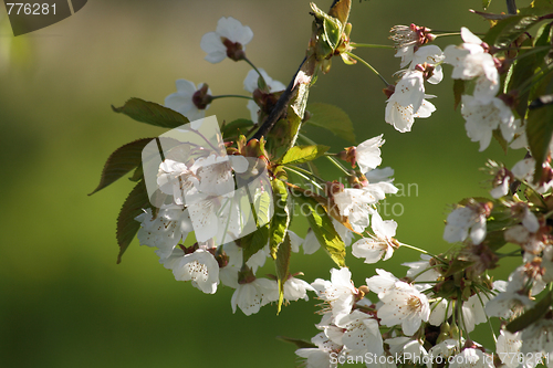 Image of spring apple tree flowers