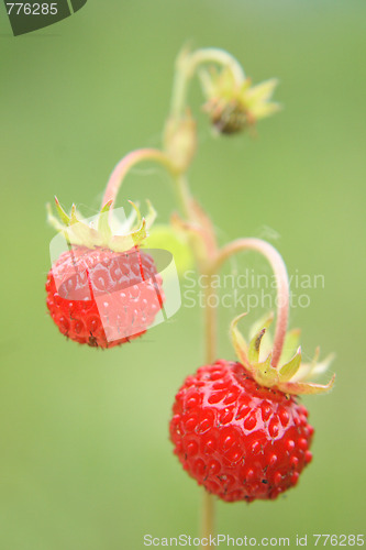 Image of strwaberry on green background