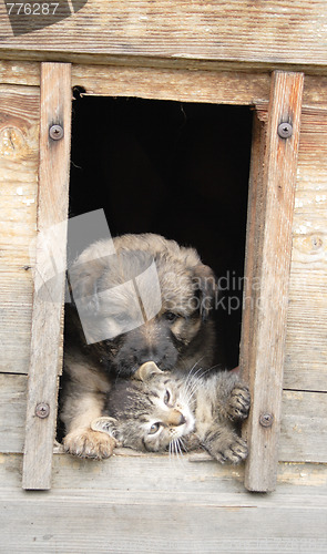 Image of cat and dog at home