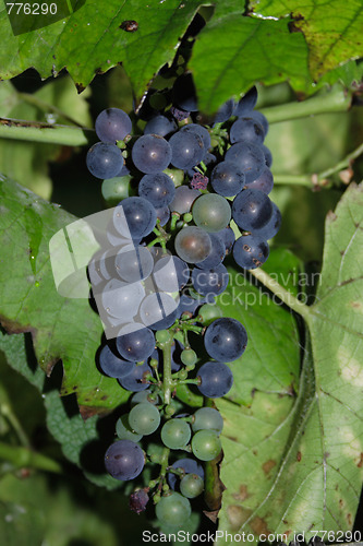 Image of red grapes