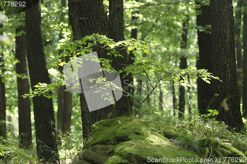 Image of spring forest