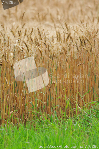 Image of golden corn background