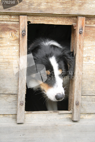 Image of dog at home