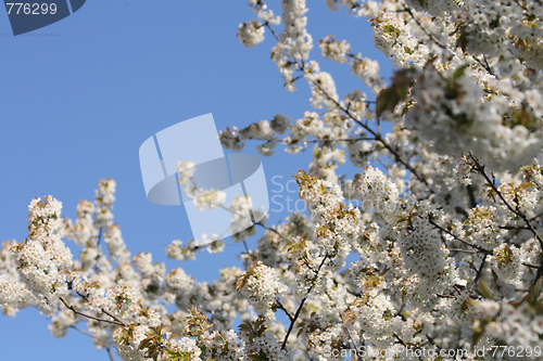 Image of spring apple tree 