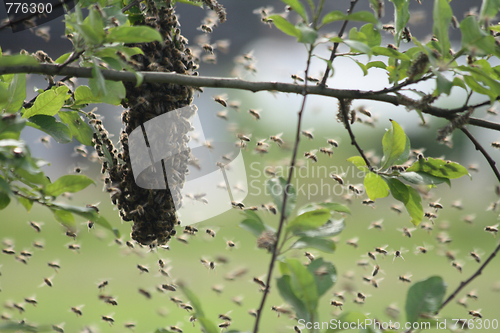 Image of bee cluster