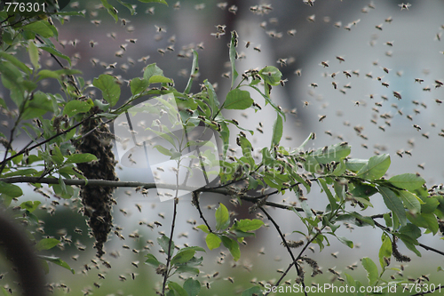 Image of bee cluster