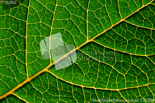 Image of green leaf detail