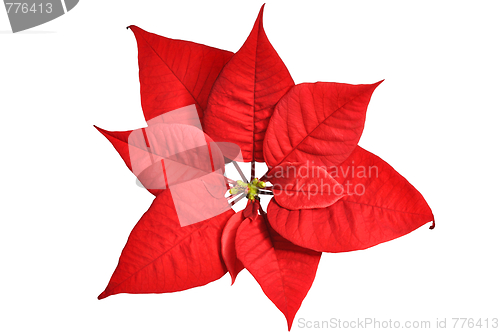 Image of Poinsettia