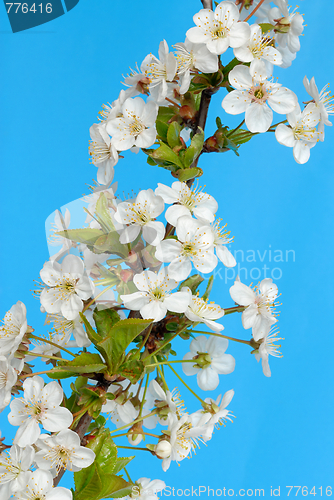 Image of Cherry Flowers