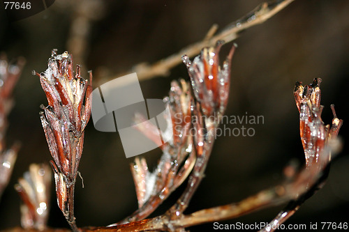 Image of frozen grown