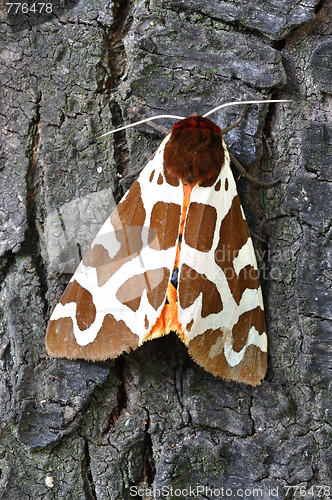 Image of Tiger Moth