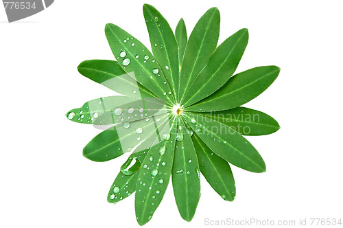 Image of Green Foliage and rain drops isolated on white with clipping pat